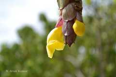 Gmelina philippensis